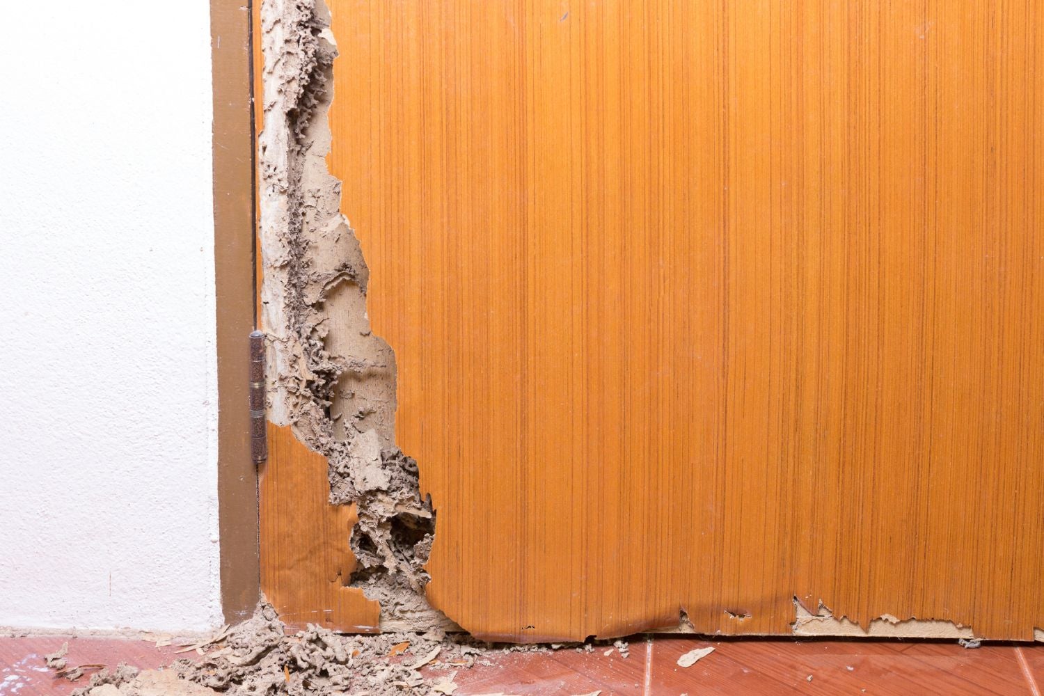 how much can termite damage cost