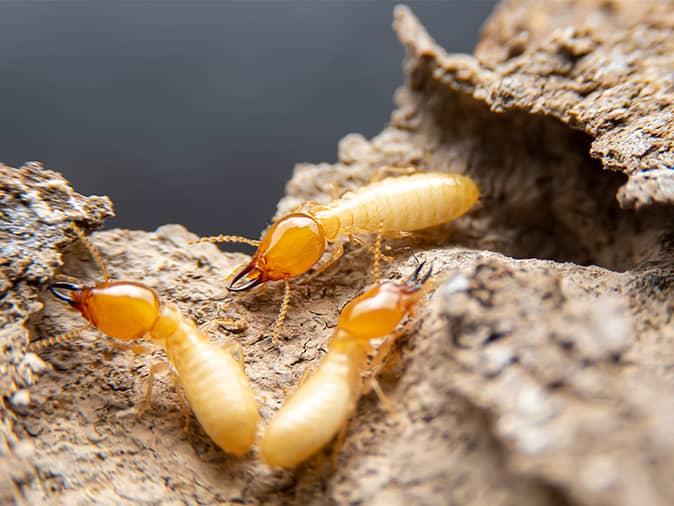 How Much Damage Can Termites Do in a Year