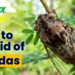 How to Find a Cicada in Your House