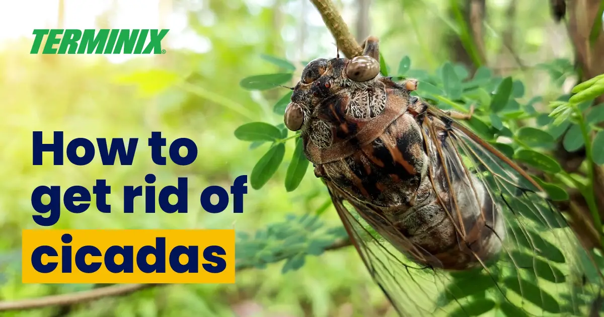 How to Find a Cicada in Your House