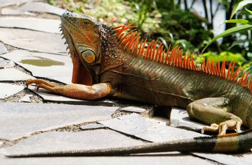 How to Get Rid of Iguanas in Your Garden