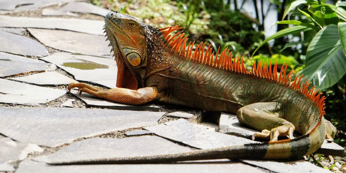 How to Get Rid of Iguanas in Your Garden