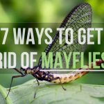 How to Get Rid of Mayflies in Your House