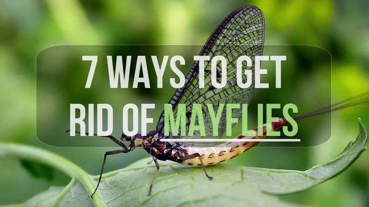 How to Get Rid of Mayflies in Your House