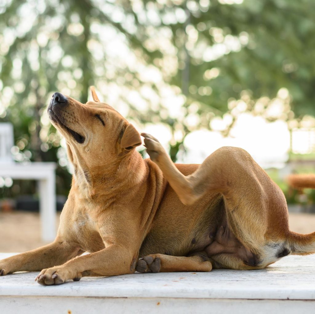 How to Get Rid of Sand Fleas in Your House