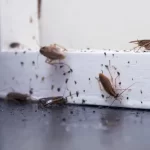 Is It Normal to Have Cockroaches in Your House