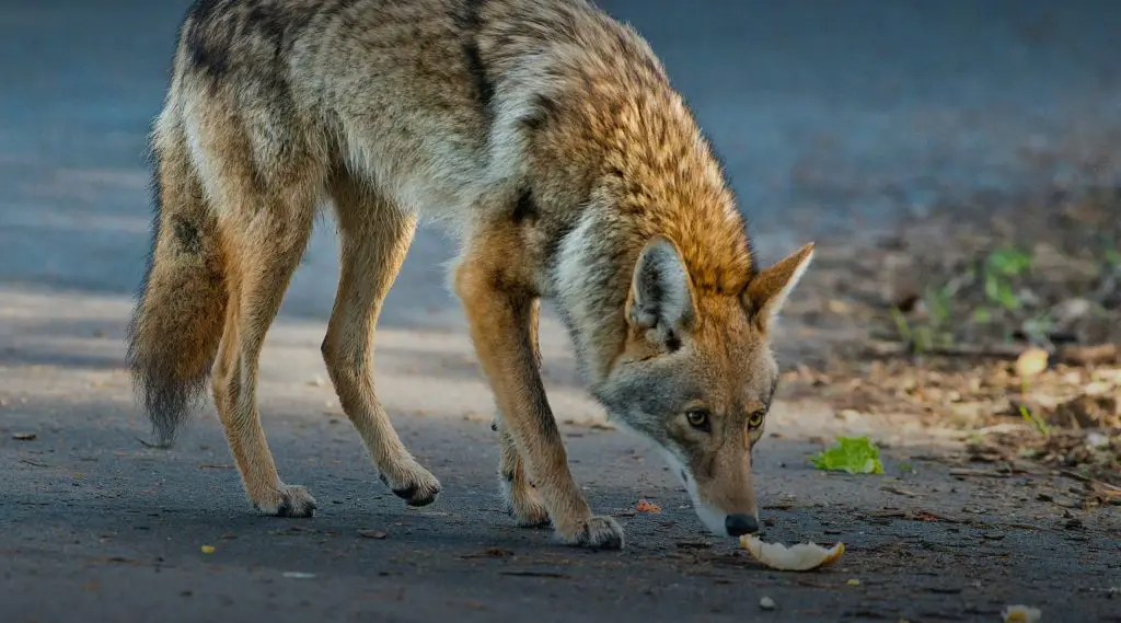 Native Animals of Europe