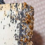 Termite Bite Home Remedy