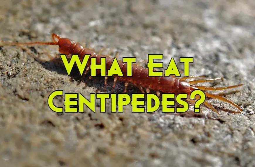 What Eats a Centipede