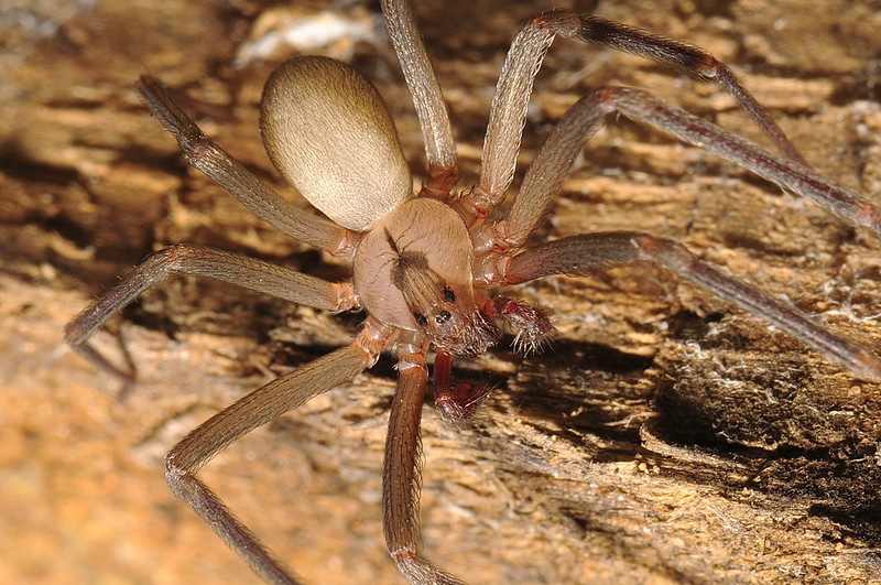 What Eats Brown Recluse Spiders