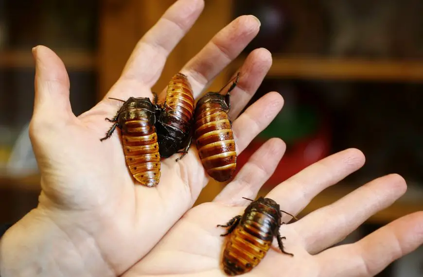 What Eats Cockroaches in California