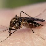 What Eats the Most Mosquitoes