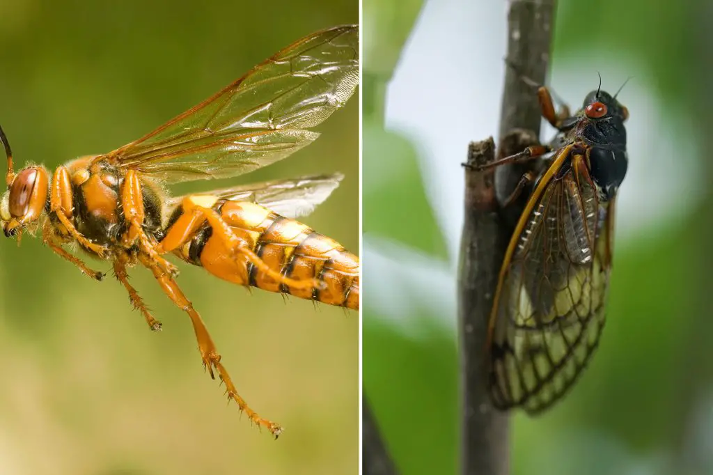 What Happens If a Cicada Killer Stings You