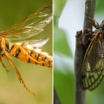 What Happens If a Cicada Killer Stings You