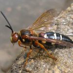 What Happens If a Cicada Killer Stings You