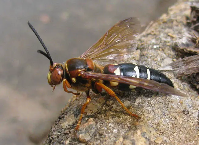 What Happens If a Cicada Killer Stings You
