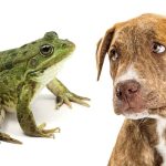 What Happens If a Dog Eats a Frog