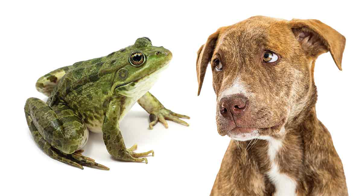 What Happens If a Dog Eats a Frog