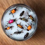 bugs in salt shaker