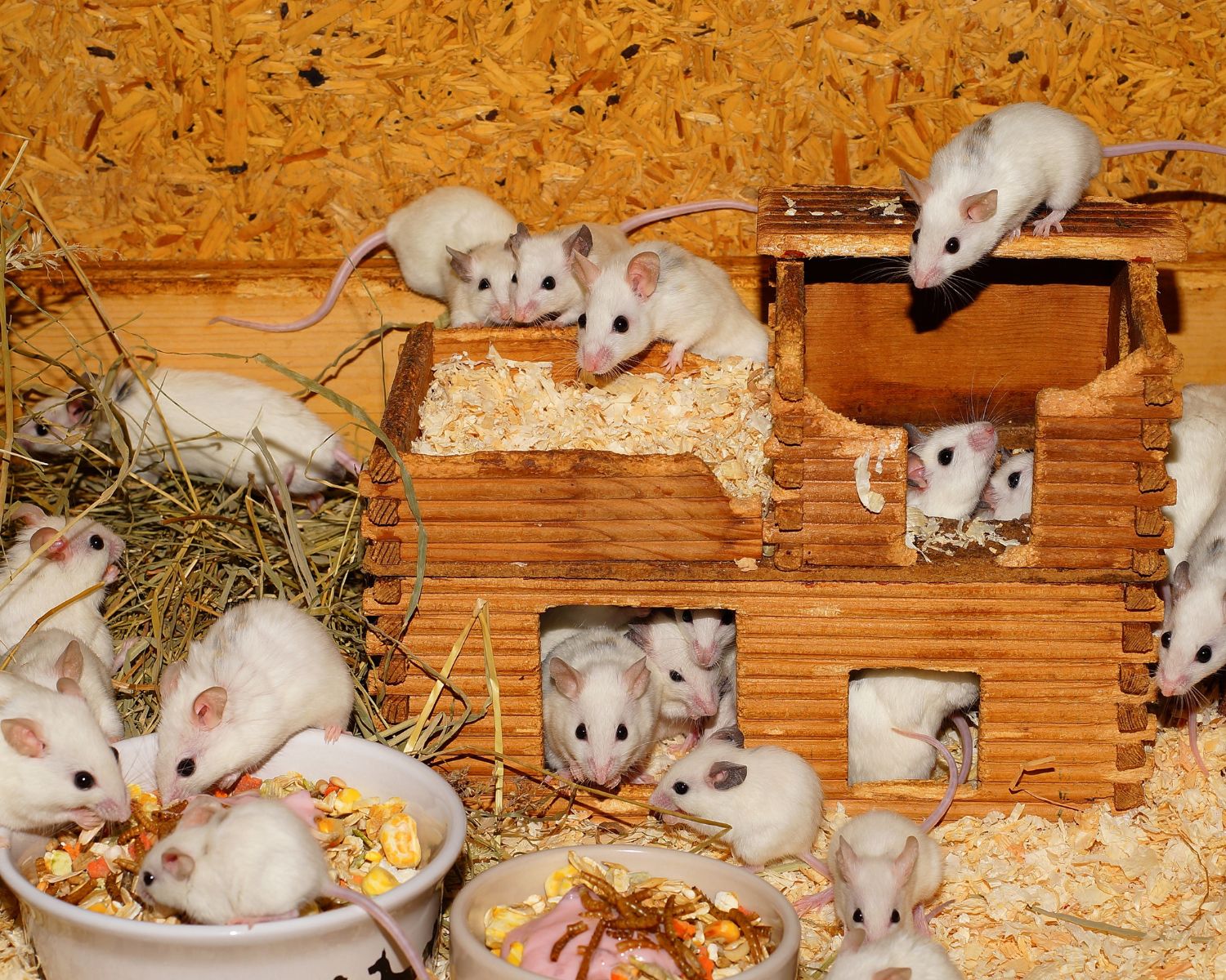 How Can Mice Get in Your House: 7 Sneaky Entry Points