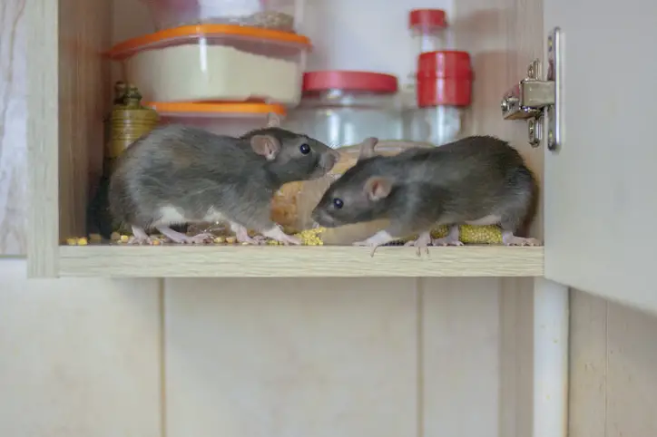 Where Do Mice Sleep in Your House: Hidden Nesting Spots Exposed 2 Where Do Mice Sleep in Your House