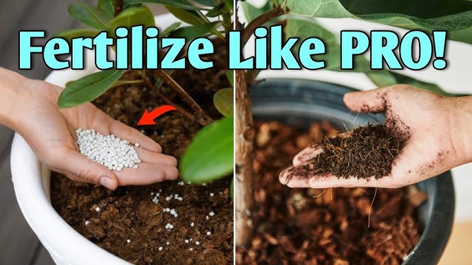 Best Natural Fertilizer for Indoor Plants