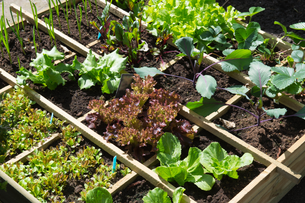How to Grow Vegetables Without Chemicals