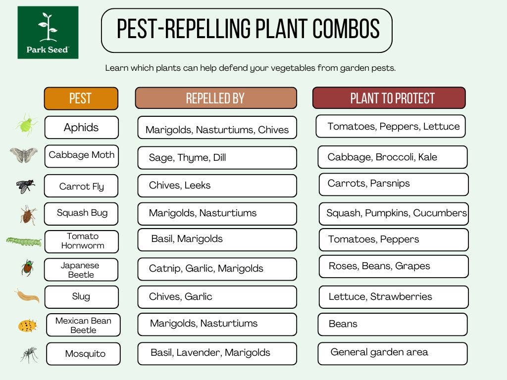 Natural Ways to Protect Plants from Pests
