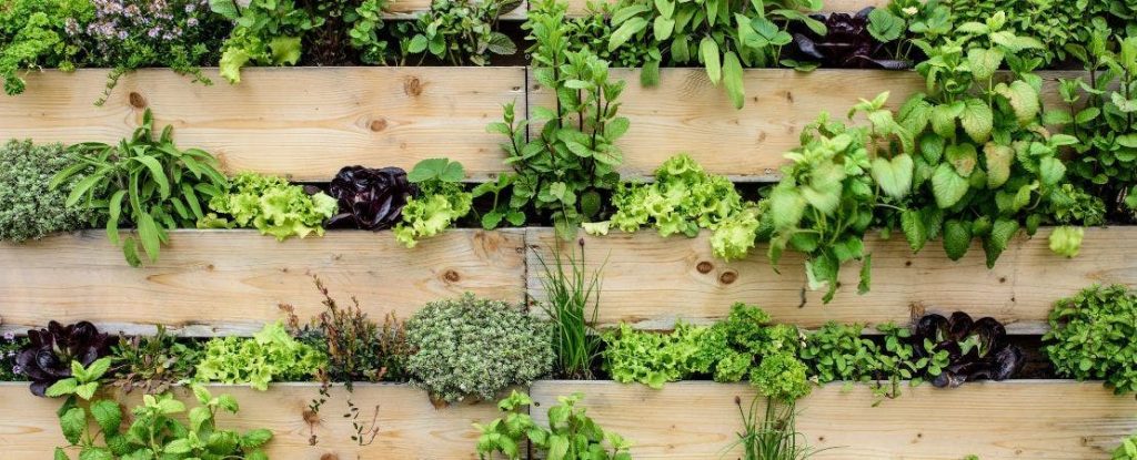 Organic Gardening Tips for Small Spaces