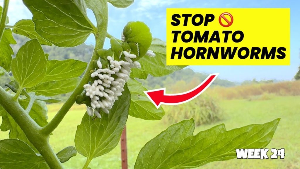 Organic Pest Control for Tomato Plants