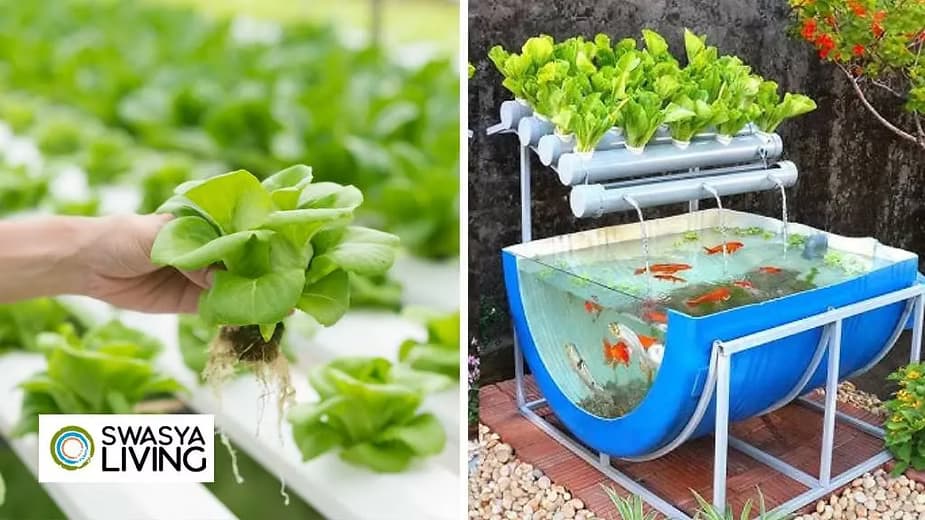 What are 5 Disadvantages of Hydroponic Gardens